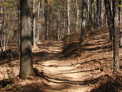 A trail in the woods with trees and leaves